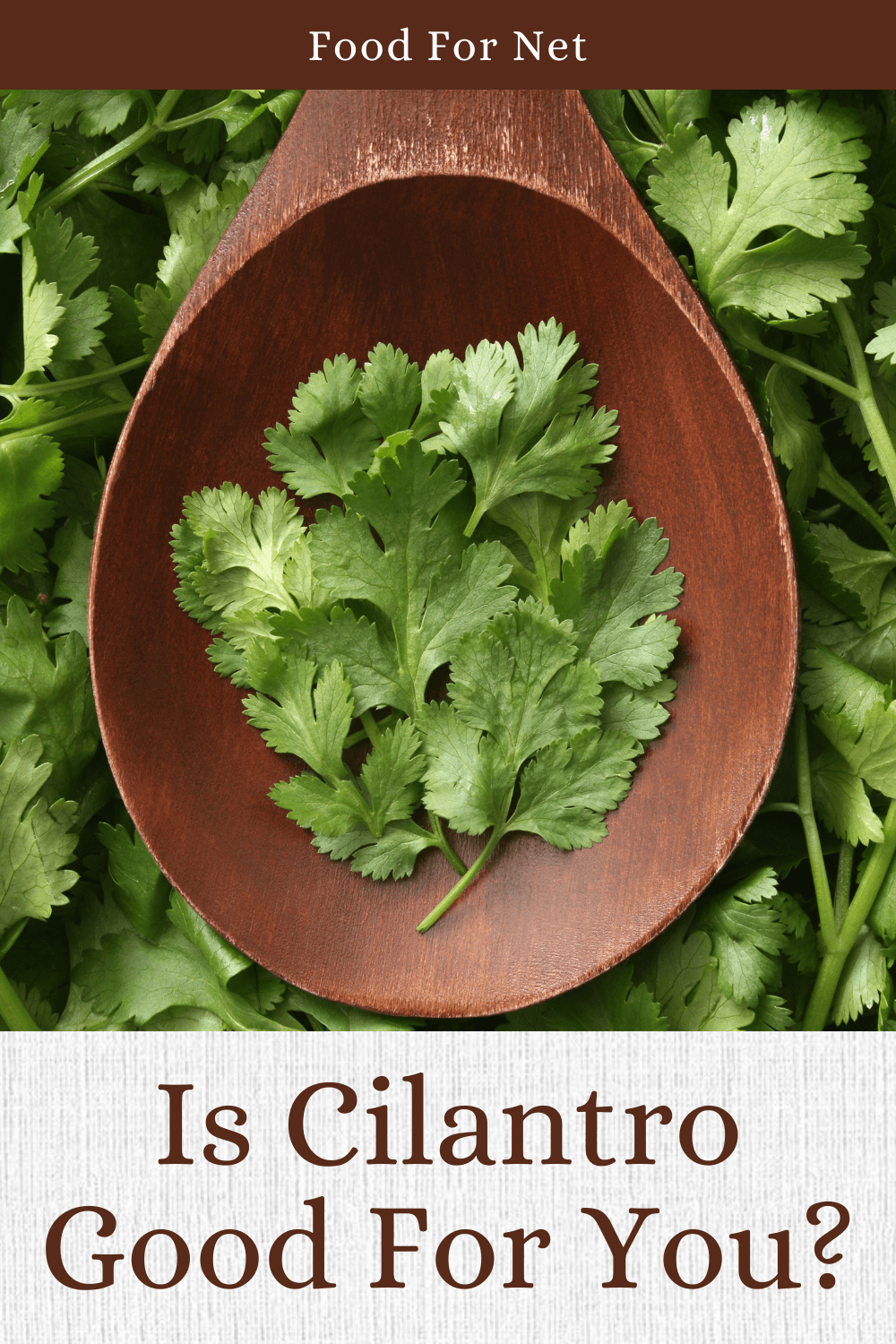 Fresh cilantro with a wooden spoon containing more cilantro on top, looking at whether cilantro is good for you