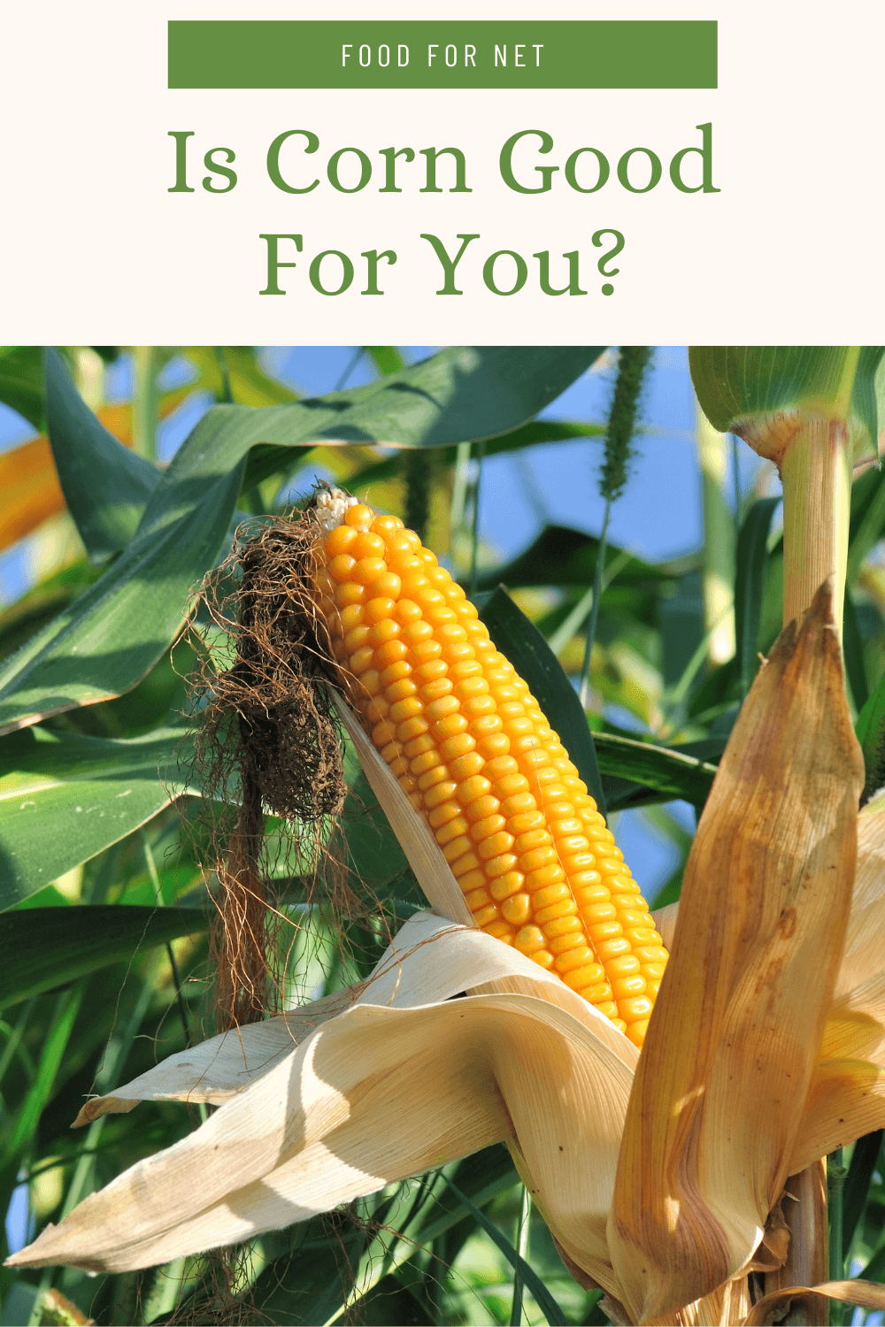 Fresh corn growing in the field, looking at whether corn is good for you