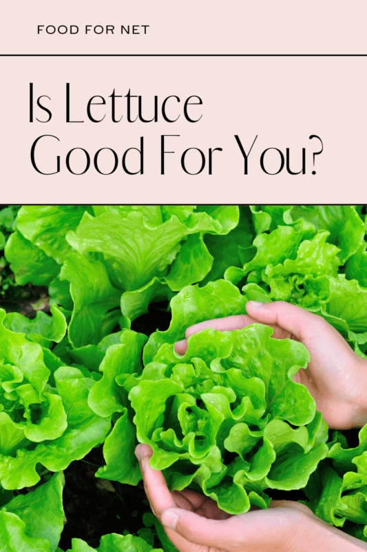 Is Lettuce Good For You? Food For Net