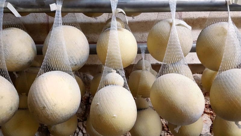 Italian cheese caciocavallo aged in cave in Apulia