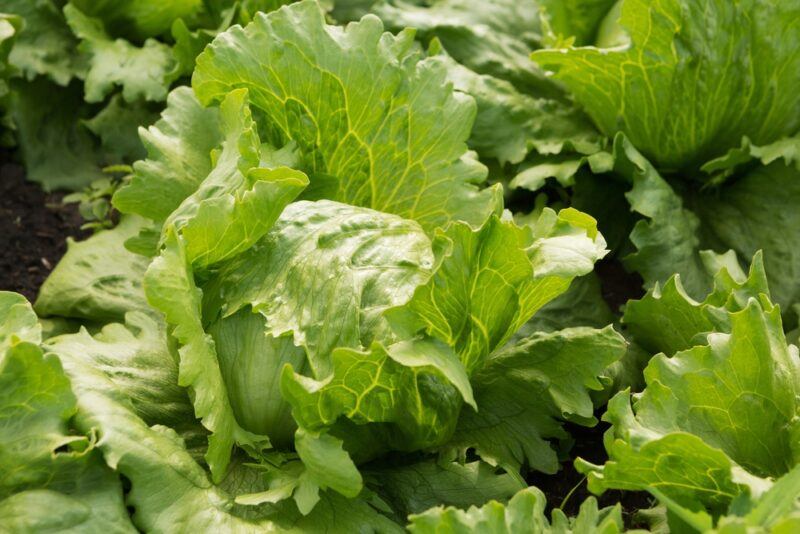 closeup image of Ithaca lettuce planted on the ground