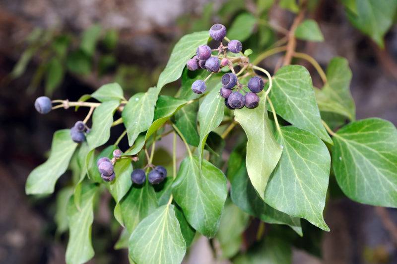 Large ivy leaves and blue berries where the leaves are drooping down