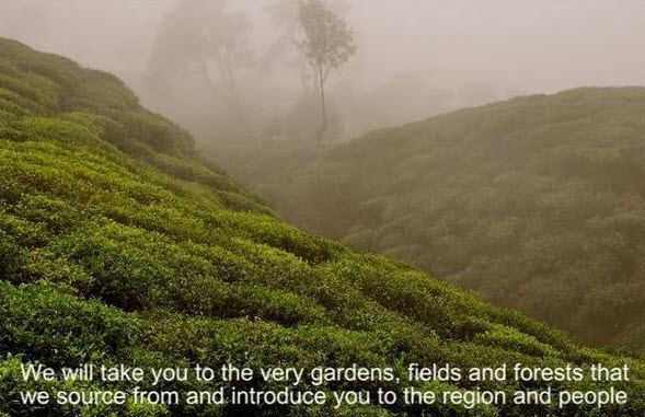 Green hills with mist and text about tea