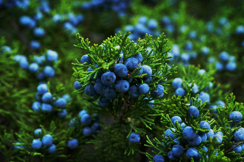 Ein Wacholderbeerenstrauch mit vielen blauen Beeren und viel Laub