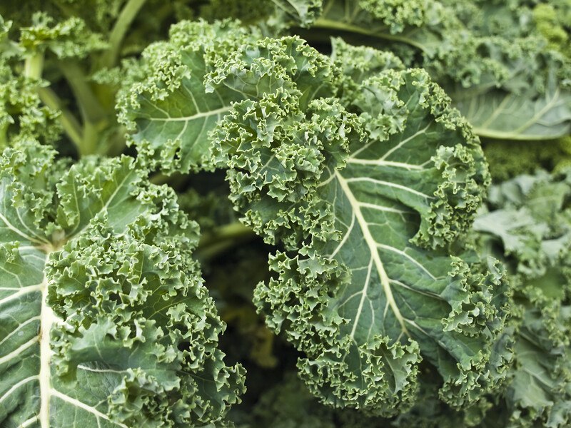 This photo is a closeup of green kale leaves.