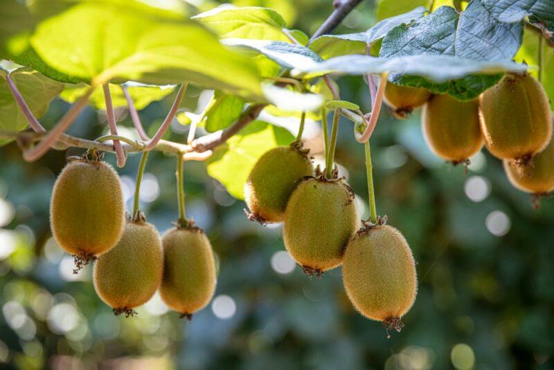 Fresh kiwis growing outside