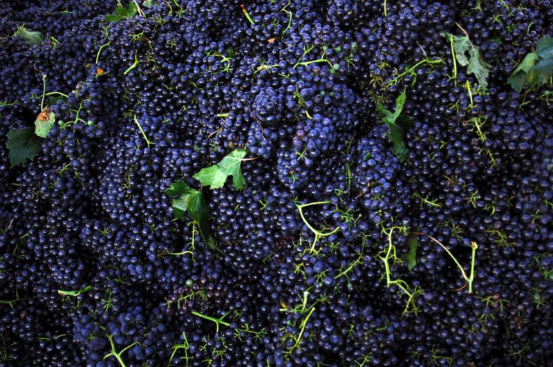 Lambrusco Grapes