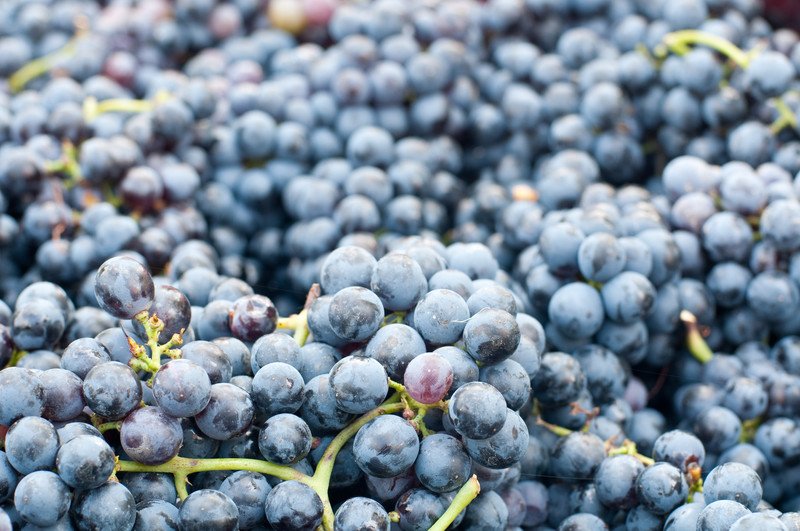 Lambrusco bunches of grapes, ready to be pressed