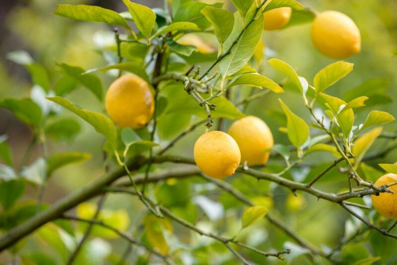 Fresh lemons growing on a tree outside