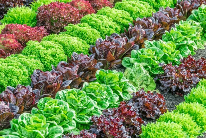 Rows of green and purple lettuces growing in a garden