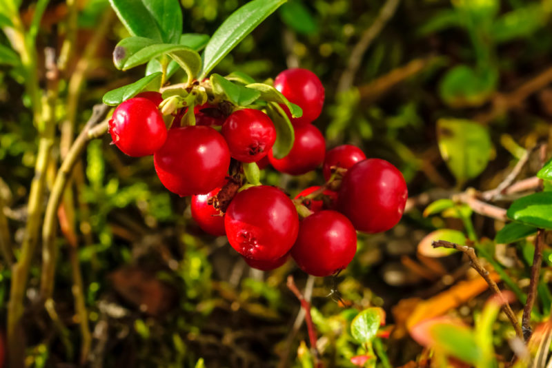 Bright red lingonberries growing outside