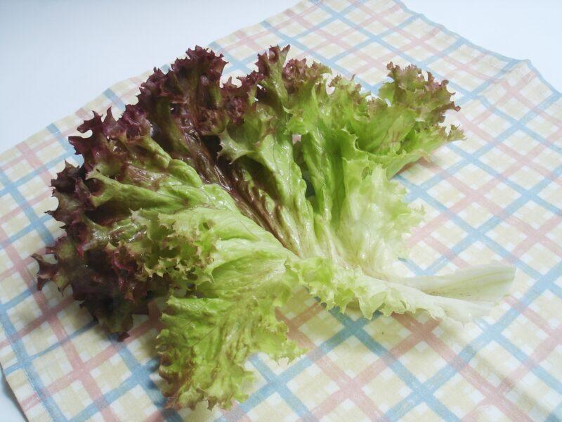 a piece of Lollo Rosso lettuce on a colored table napkin