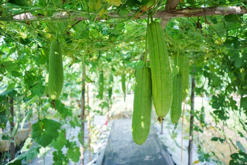 Various green luffas growing on a vine outside, with a path running down the middle