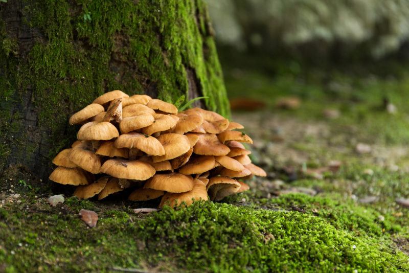 Maitake mushrooms in a forest up against a tree by a mossy stone