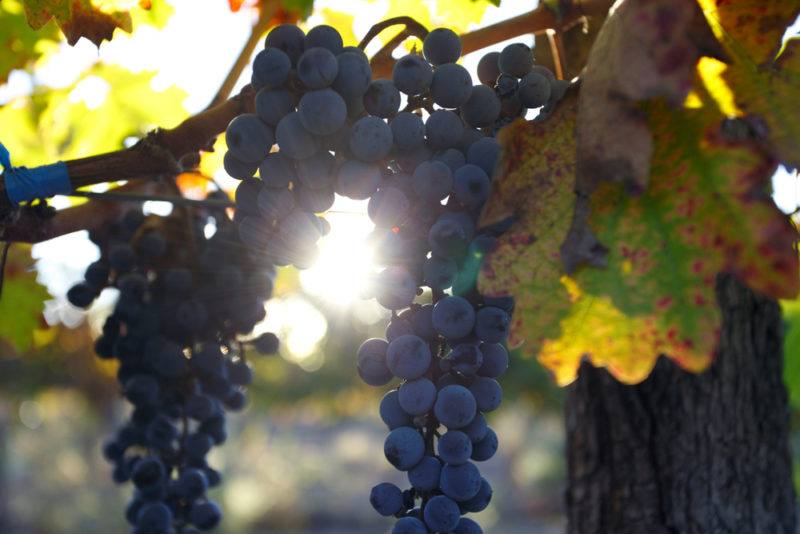 Malbec Grapes