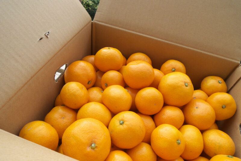 a carton box full of fresh mandarin oranges