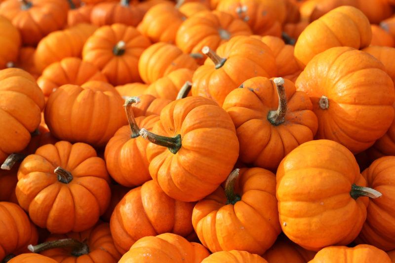 A large number of pumpkins piled together