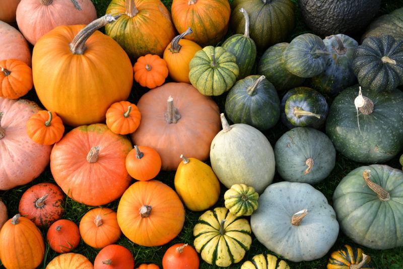 Many different types of winter squash in a colorful collection