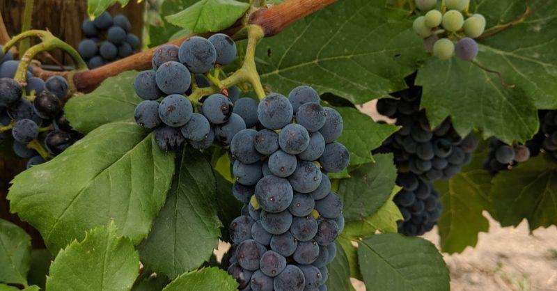 Marechal Foch Grapes