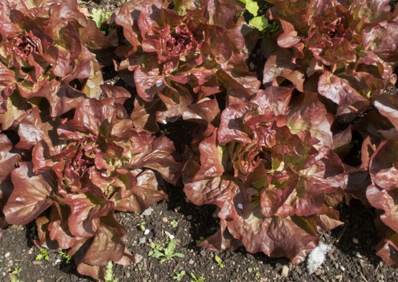 closeup image of Marvel of Four Seasons lettuce on the ground