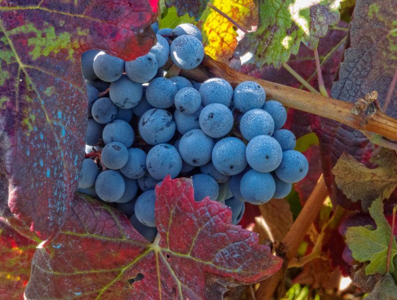 Mencia Grapes