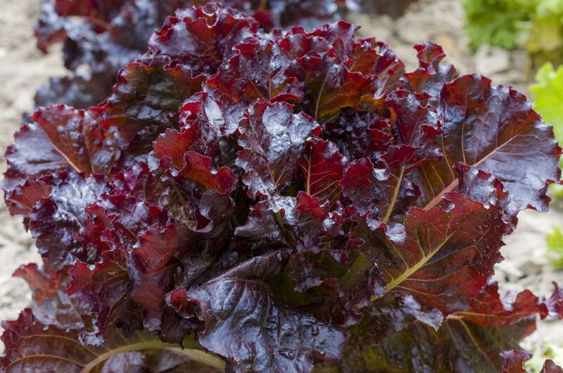 closeup image of a row of Merlot lettuce planted on the ground