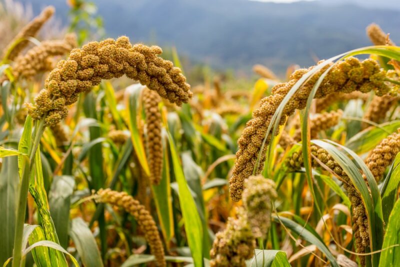 Millet plants growing outside