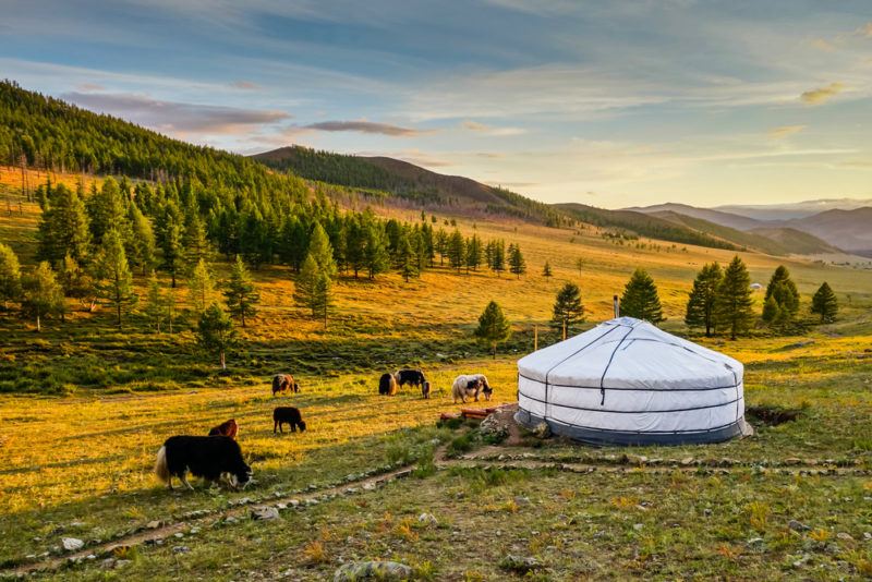 A Mongolian yurt in a field