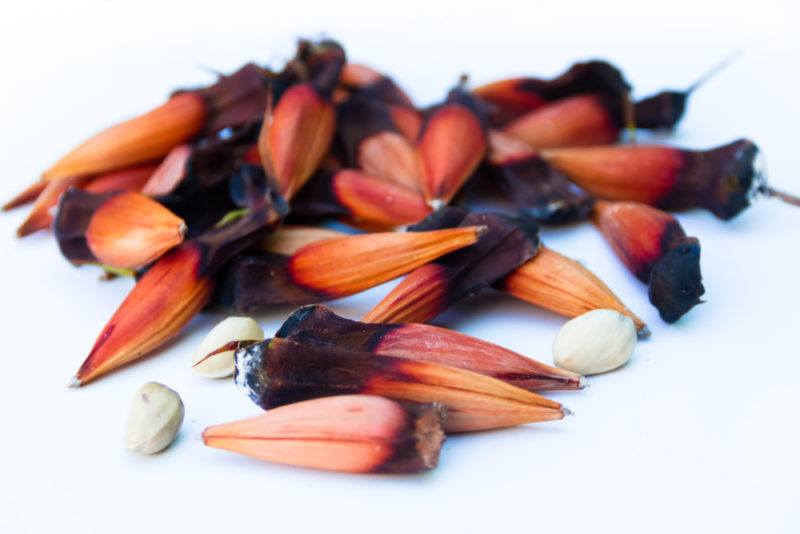 Monkey Puzzle Nut | Food For Net Monkey puzzle nuts on white