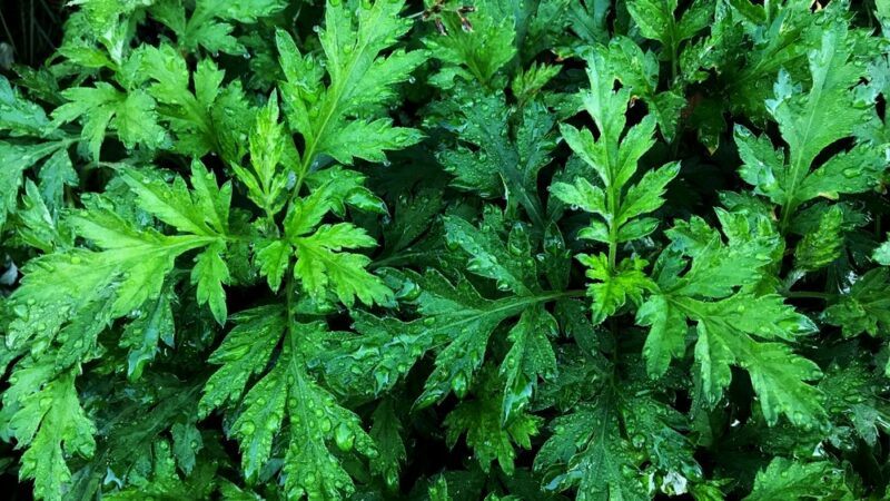 Fresh mugwort leaves growing close together with bright green coloring.