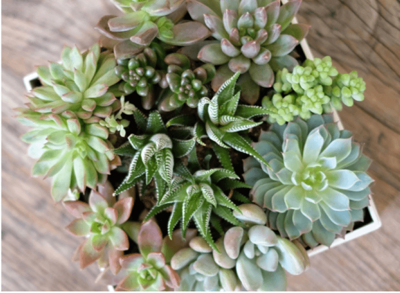 Small succulent garden in square box on wooden table