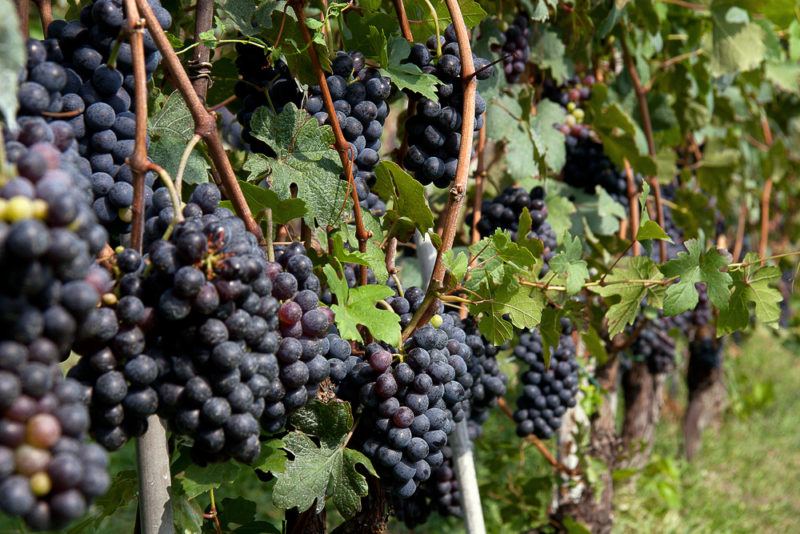 Nebbiolo Grapes