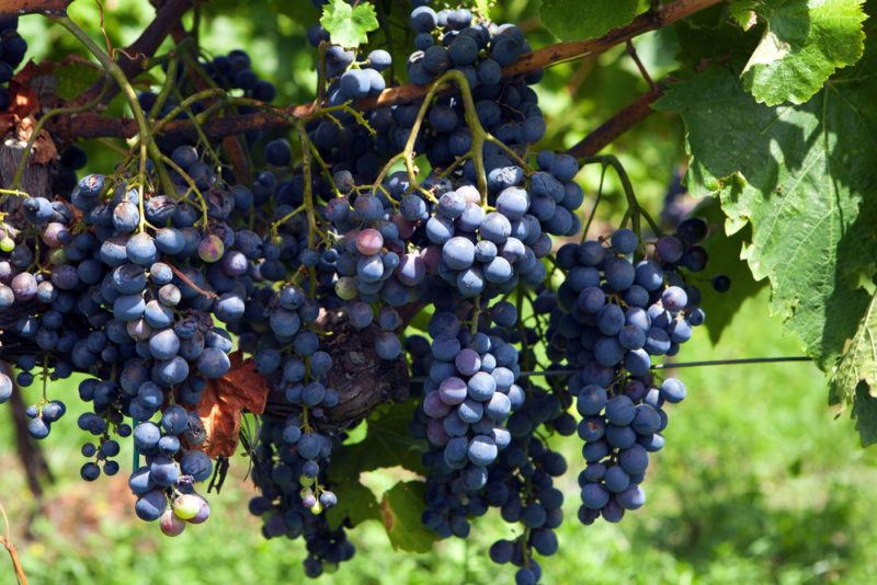 Nerello Mascalese Grapes