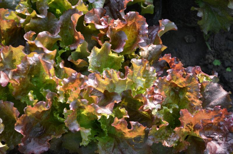 a closeup image of a row of New Red Fire lettuce planted on the ground