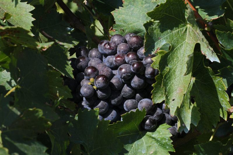 Norton Grapes