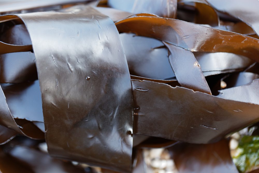 14 Types of Sea Vegetables with Interesting Sea Vegetable Recipes to Try! Food For Net