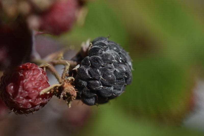 A black ripe youngberry with some less ripe ones out of focus on the vine