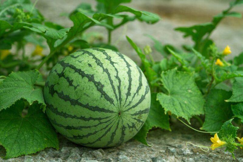 A large fresh watermelon growing in the garden