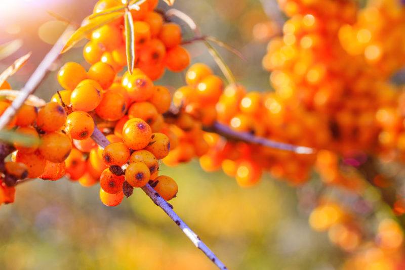 Bright orange seaberries growing outside with no leaves to be seen