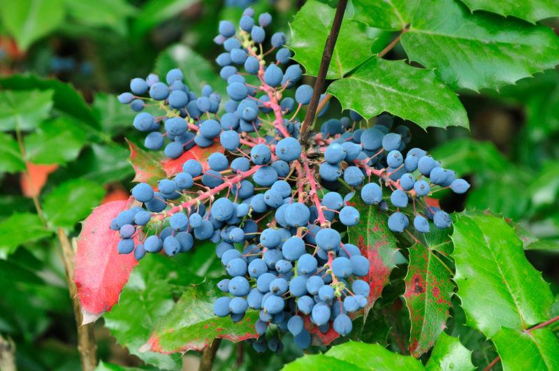 A dark blue cluster of Oregon grapes growing against bright green leaves