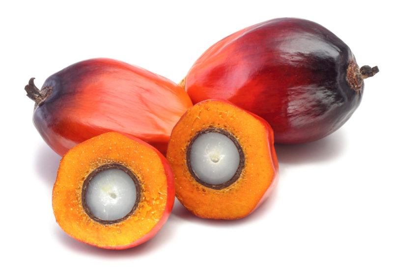 Palm nuts | Food For Net Two whole palm nuts and one that has been sliced open