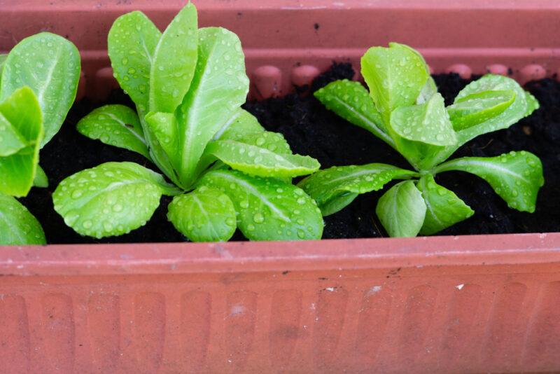 Parris Island lettuce planted on a container