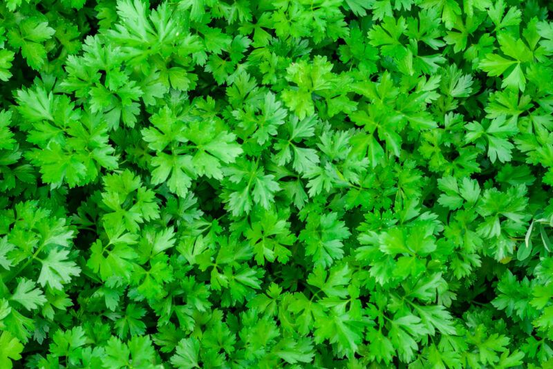 This photo shows a closeup of several sprigs of green parsley.