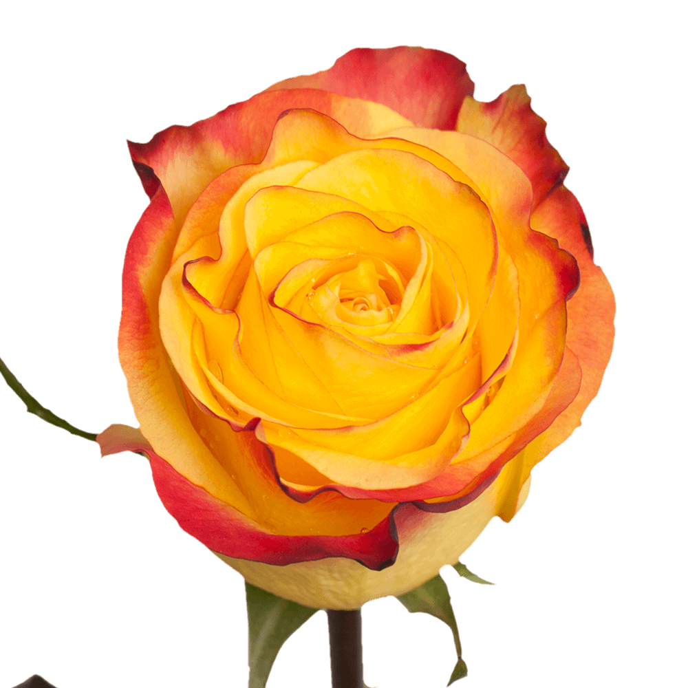 6 Vibrant Rose of the Month Clubs