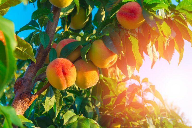 Peaches growing on a tree outside with glare from the sunlight