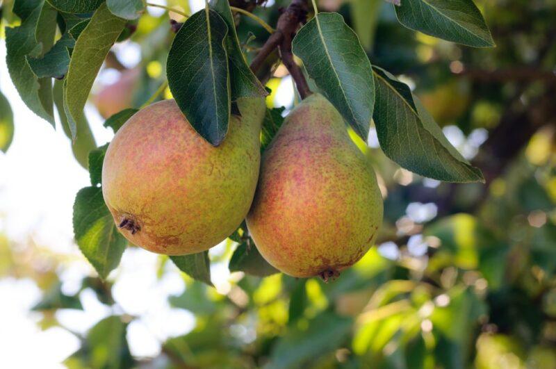 Two pears growing on a tree outdoors with more pears in the background