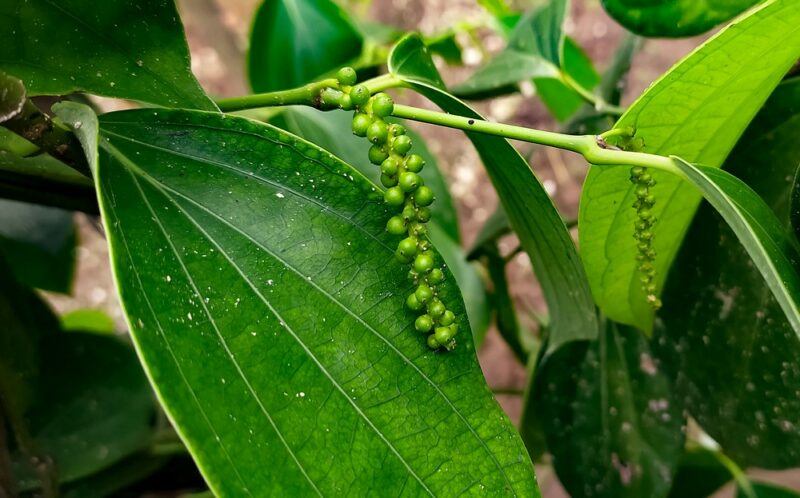 Peppercorns growing fresh outside