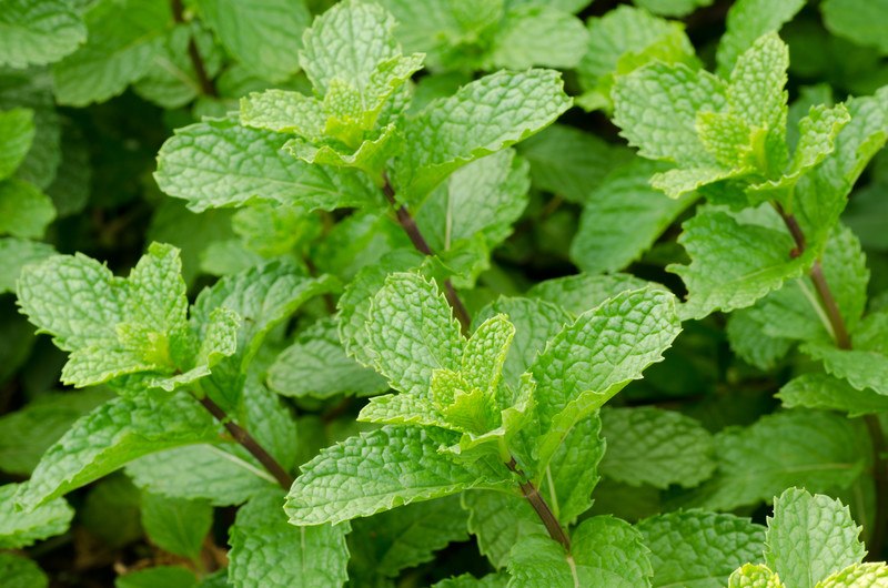 This photo shows a closeup of several stems and leaves from a peppermint plant.