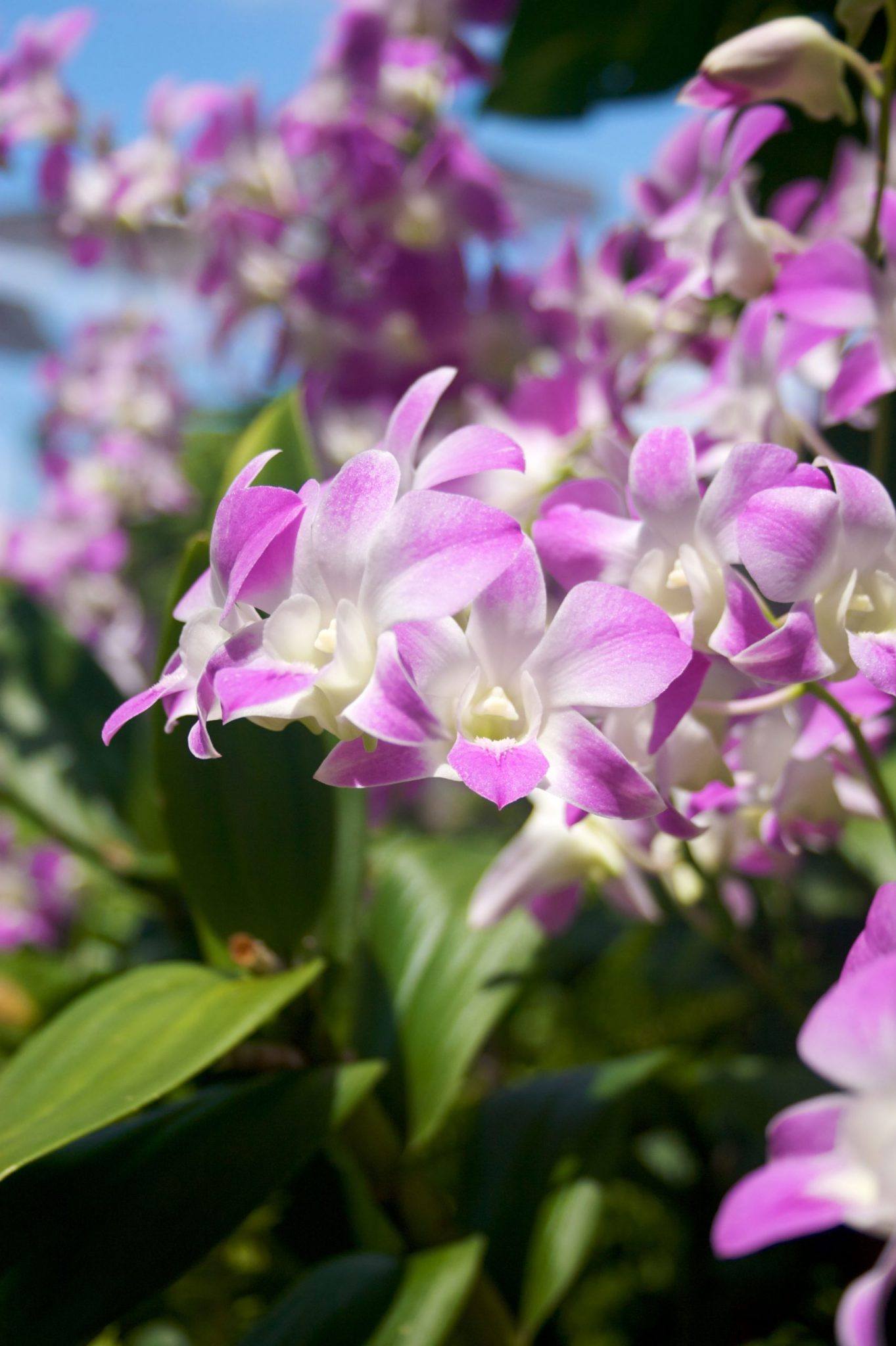 Purple and white orchid outside with blue skies