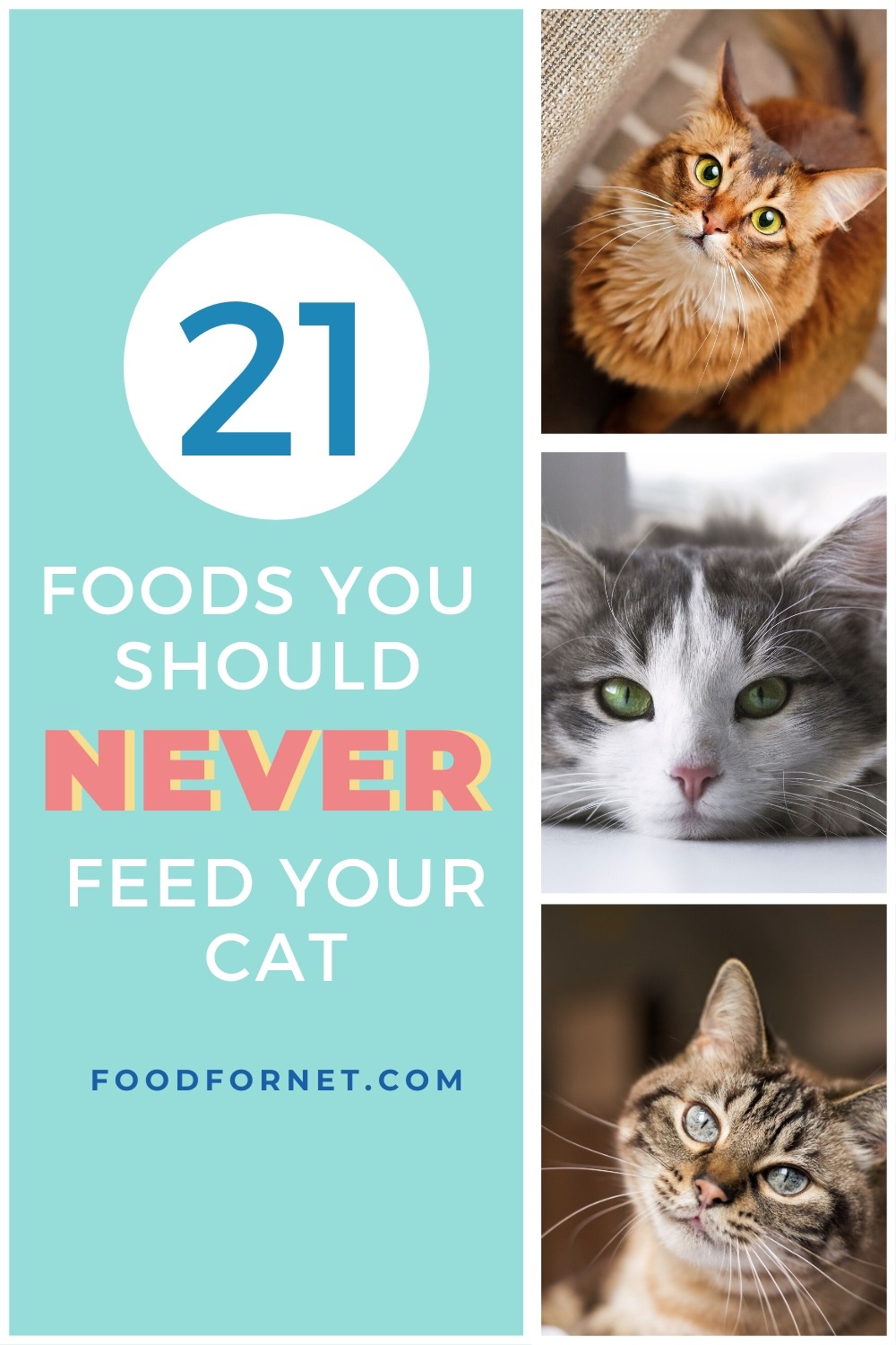 Picture of cat's face representing 21 foods you should never feed your cat